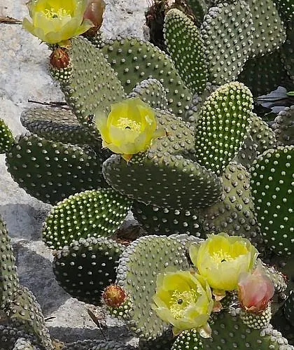 Отель Case Gallo